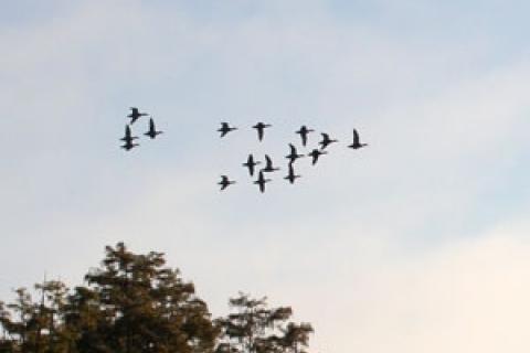 News & Tips: How to Hunt Blue-Winged Teal in September...