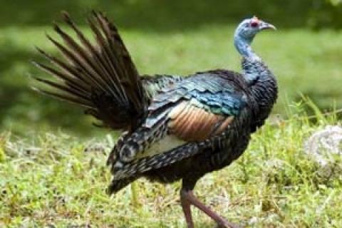 News & Tips: Late Season Tactics for Ocellated Turkey...