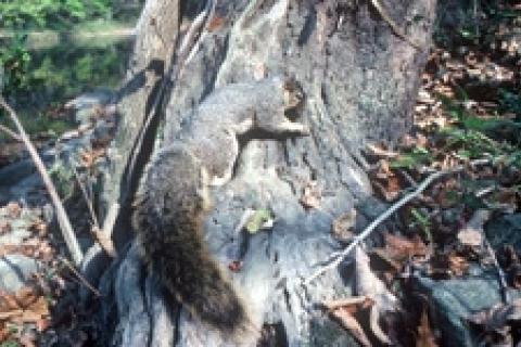 News & Tips: Change Up Your Squirrel Hunting – Take Them By Water...