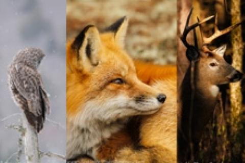 News & Tips: Capture the Moments That Nature Offers Through Wildlife Photography...