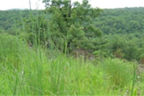 News & Tips: Pt. 3: Cover - Managing Land to Yield Mature, Huntable Deer...