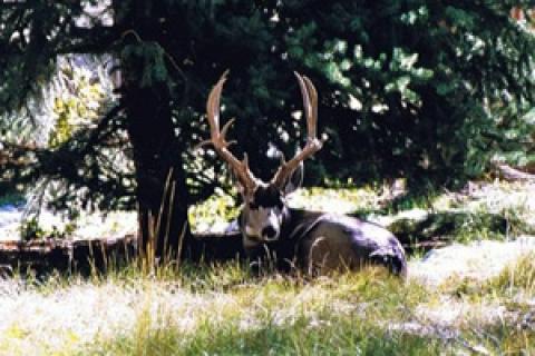 News & Tips: My Top 10 Deer Hunting Secrets