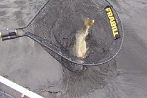 Stalking Fish Armed with a Jig and Sonar by Stalking Fish Armed with a Jig and Sonar...