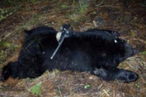 News & Tips: Tricks for Tracking Wounded Game