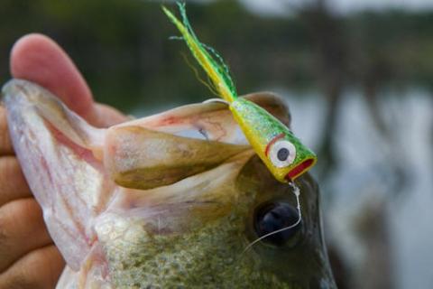 News & Tips: Fly Fishing Tackle that Lands Smallmouth Bass...
