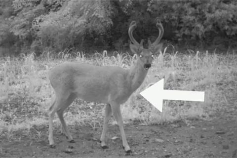 News & Tips: Deer Hunter's Guide to Aging Bucks Before the Shot (video)...