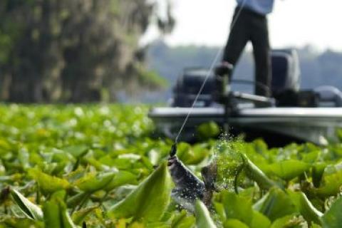 News & Tips: Rat Out Big Fish With a Topwater Mouse...
