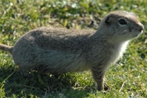 News & Tips: Shooting: Whistle Pig Hunting