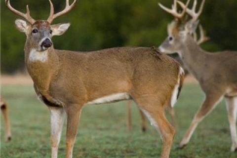 News & Tips: 4 Get Ready Deer Hunting Tips to do in July & August (video)...
