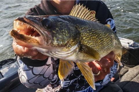 News & Tips: Learn Why You Should Spread Out Lure Presentations for More Walleye...