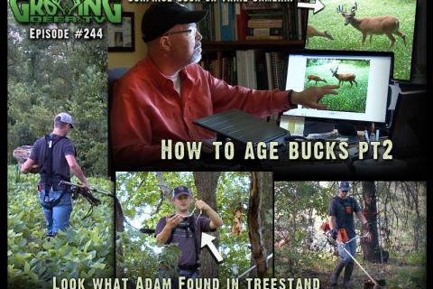 News & Tips: Big, Old Buck: Shoot or Don't Shoot?