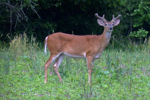 News & Tips: Fawn & Food Plot Robbers and Aging Bucks In Velvet Antlers (video)...