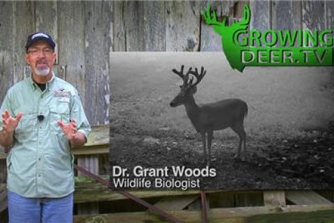 News & Tips: Whitetailed Deer: Watching and Comparing Velvet Bucks (video)...
