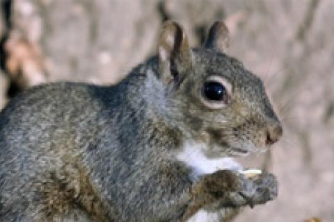 News & Tips: Traditional Archery: Things Squirrels Taught Me...