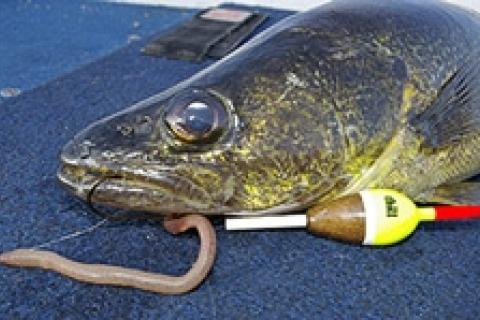 News & Tips: Live Bait and Hook Selection Primer