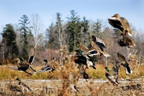 News & Tips: Surviving the Elements of Duck Hunting...