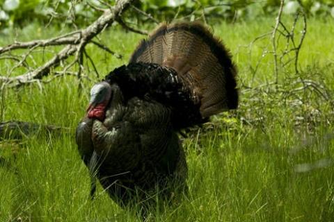 News & Tips: Prep for Turkey Season by Practicing Your Shooting While Sitting...