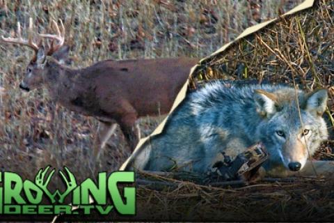 News & Tips: Hunting Whitetails & Trapping Coyotes: How To Make A Flat Set  (video)...