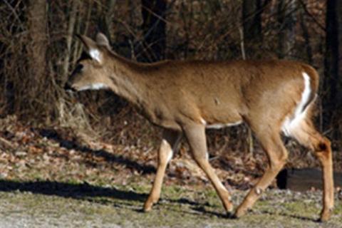 News & Tips: Wildlife Photography: On the Edge