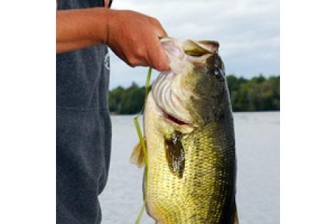 News & Tips: Want to Catch a Trophy Fish?