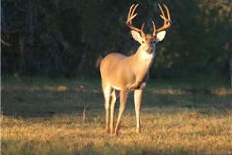 News & Tips: Some Giant Bucks Don't Bother With Breeding...