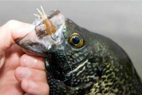 News & Tips: 3 Jig Details that Catch More Spring Crappie...