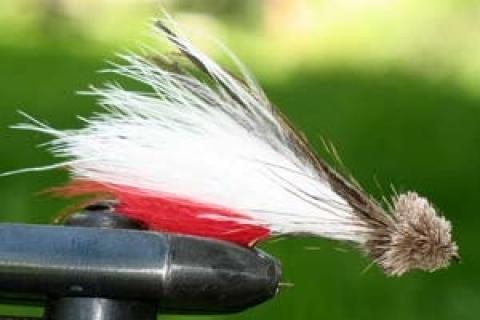 News & Tips: Trolling With a Fly?