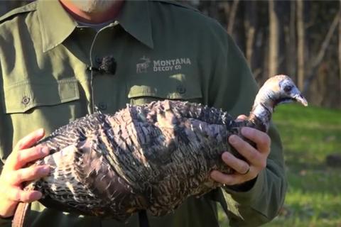 News & Tips: How To: Use Turkey Decoys, Frost Seeding Clover & More! (video)...
