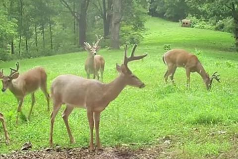 News & Tips: Amazing Antlers! Keys To Age Bucks And Food Plot Facts (video)...
