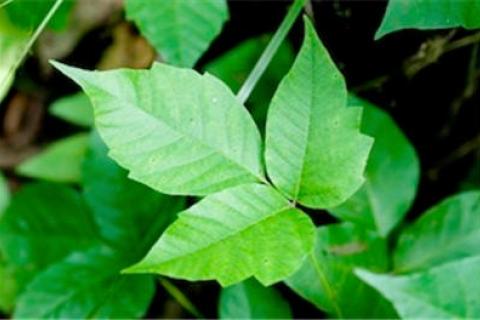 News & Tips: OTC and At-Home Remedies For Poison Ivy...
