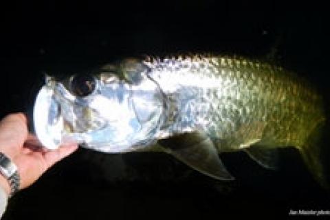 News & Tips: Headed for Tarpon Town