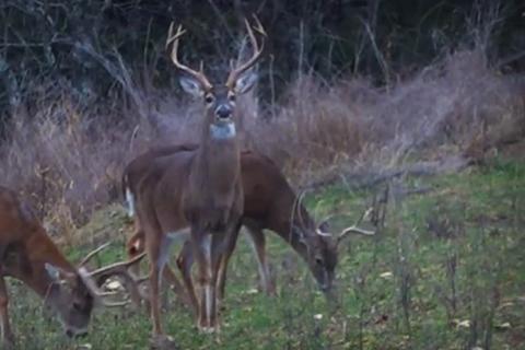News & Tips: Deer Hunting | Big Buck, Big Story  (video)...