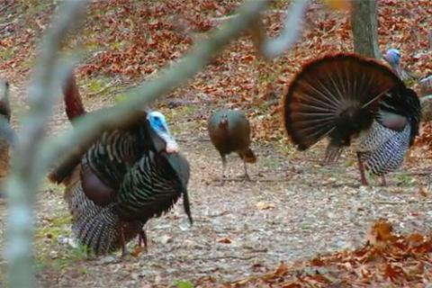 News & Tips: Early Spring Scouting: Food Plots and Turkeys (video)...