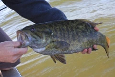 News & Tips: Weighted Flies