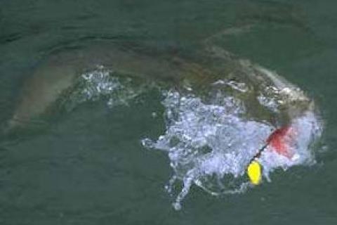 News & Tips: A Muskie Fishing Tip for Use With Spinnerbaits...
