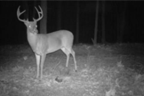 News & Tips: Pt. 4: Adult Deer Sex Ratio - Managing Land to Yield Mature, Huntable Deer...