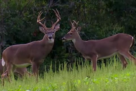 News & Tips: Bow Hunting Deer: Close The Distance! (video)...
