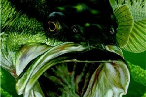 News & Tips: Inside the Mind of a Predator Bass