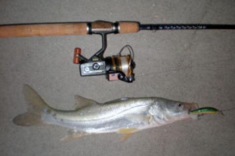 best rod for snook