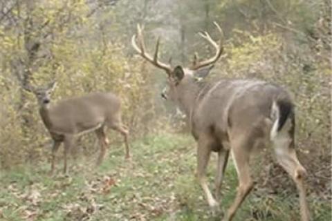 News & Tips: How to Hunt the Rut: Deer Tips & Tactics...