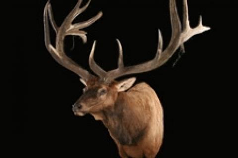 News & Tips: Taxidermy Tips