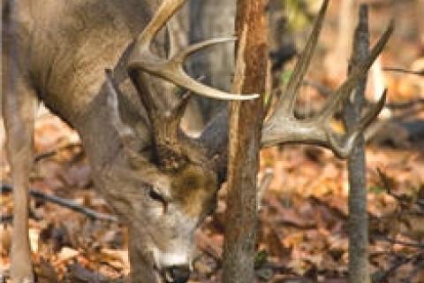 News & Tips: Buck Scrapes Turn Hot 10 Days Prior To Peak Rut...