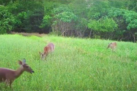 News & Tips: Valuable Habitat Lessons for Deer Hunters  (video)...