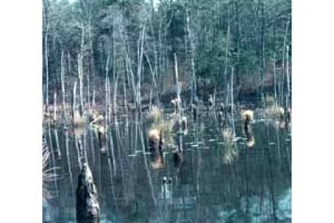 News & Tips: Beaver Huts Make Great Fishing Spots for Bass...