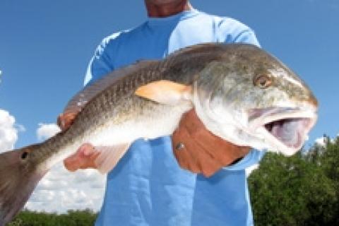 News & Tips: Travel: Tarpon Lodge, Pine Island, Florida...