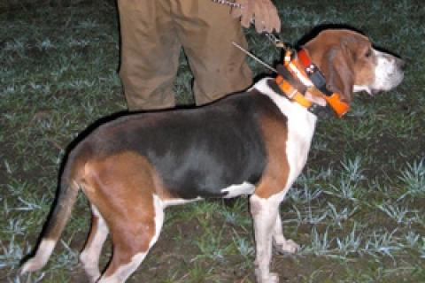 News & Tips: Grand American Celebrates Coon Hunting...