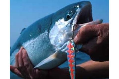 News & Tips: Summer and Winter Techniques for Steelhead Trout...