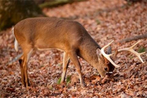 News & Tips: Six Deer Hunting Tips for Beginners Hunting the Rut (video)...