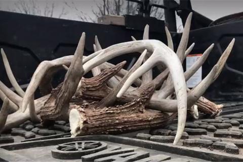News & Tips: Shed Hunting Tips and Deer Habitat Improvements in Kansas (video)...