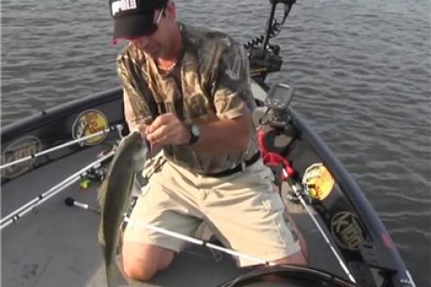 News & Tips: Hybrid Striper Bass They Rock! (video)...